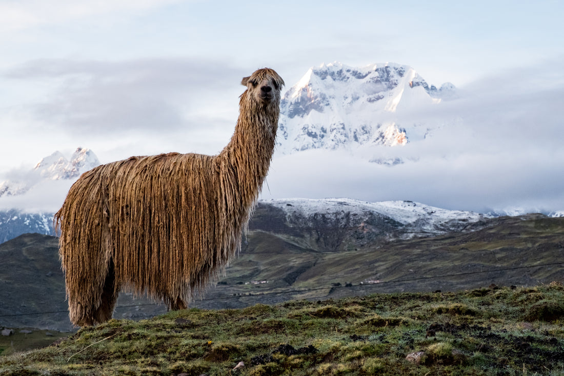 Alpaga dans les montagnes péruviennes